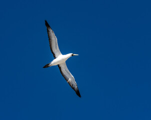 Masked Booby bird with wings outstretched with a blue sky background