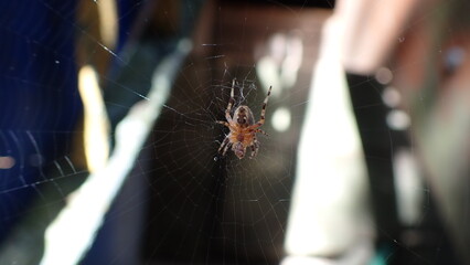 Eine Spinne wartet im Netz