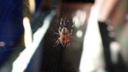 Eine Spinne wartet im Netz