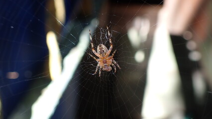 Eine Spinne wartet im Netz