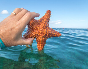 Hand holding a Starfish with the blue ocean below