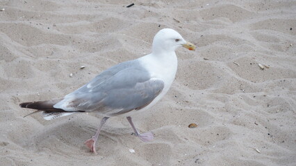 Fototapeta premium Möwen am Strand