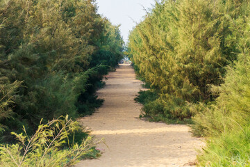 Obraz premium Landscape of Beacon Island Chilika Lake, India