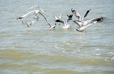 Fototapeta na wymiar Slender Billed Gull in action at Chilika Lake, India