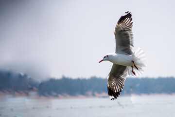 Slender Billed Gull in flight over Chilika Lake, India