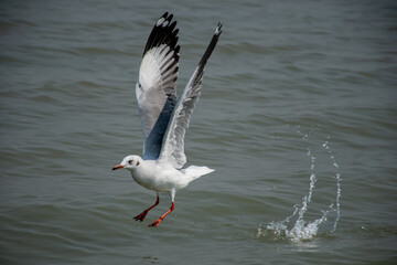 Slender Billed Gull in Chilika lake, India.