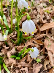 Frühling im Park Hohenrode in Nordhausen