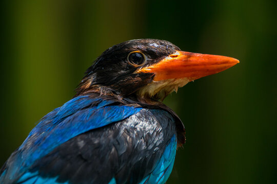 Portrait of a Javan kingfisher (Halcyon cyanoventris), Indonesia