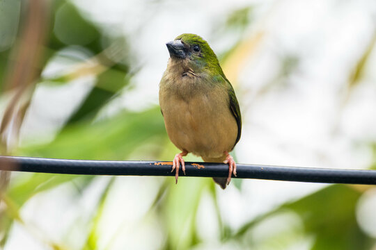 Close-up of a pin-tailed parrotfinch (Erythrura prasina) on a pole, Indonesia