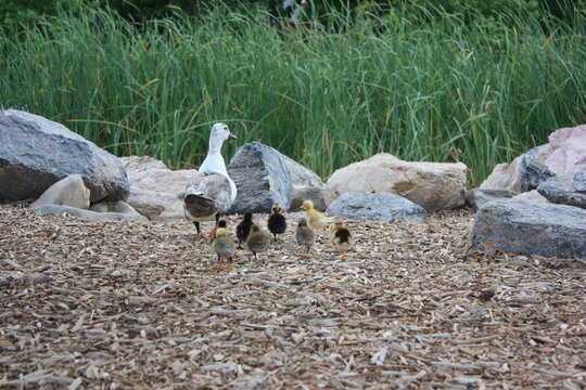 Rear view of a Female Duck and her Ducklings walking towards a pond, Provo, Utah, USA