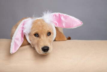 Close-up portrait of a tired golden retriever puppy dog wearing bunny ears lying on a sofa