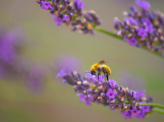 Abeille qui butine.
