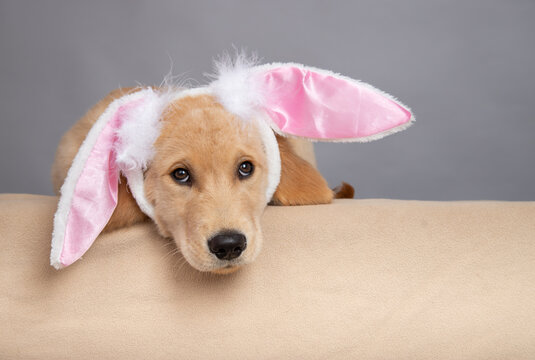 Close-up portrait of a tired golden retriever puppy dog wearing bunny ears lying on a sofa