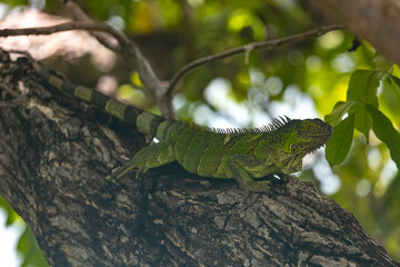 Iguana on a branch in providencia