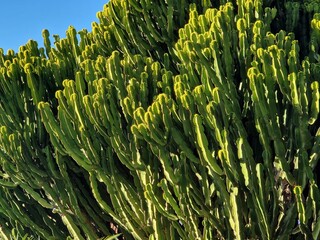 Large cactus against clear blue sky in Tenerife, Canary Islands, Spain