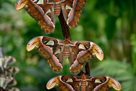 Close-up of three Attacus moths (Attacus atlas) on a plant, Spain