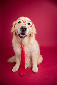 Portrait of a happy golden retriever wearing heart shaped glasses and a tie sitting against a red background