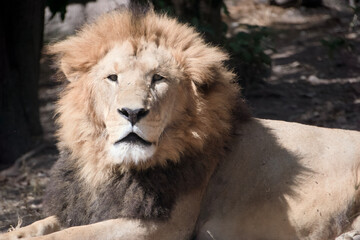 Serene Lion in Sunlit Wilderness