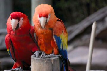 Scarlet Macaws in Companionable Perch