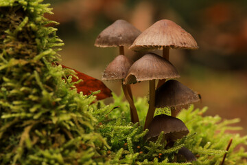 side view of a group of mushrroms on the mossy forest ground