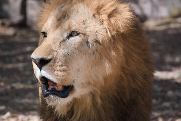 Serene Lion in Sunlit Wilderness
