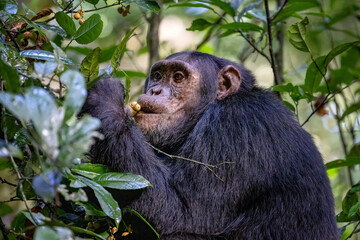 Adult chimpanzee, pan troglodytes, eats fruit in the rainforest of Kibale National Park, western Uganda. The park conservation programme means that some troupes are habituated for human contact. - 745286942