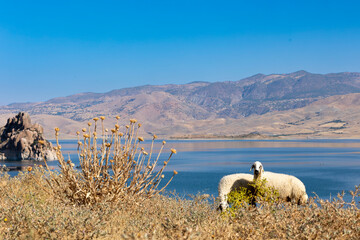 Sheeps grazing near a lake