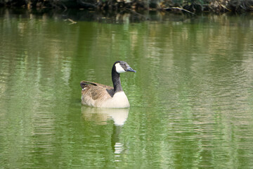 Canadian goose swiming in the lake