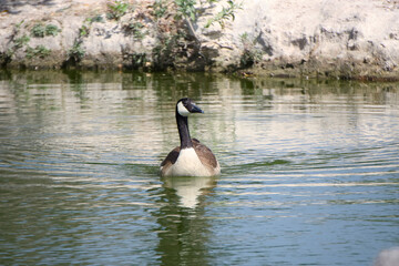 Canadian goose swiming in the lake