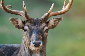 Close up of a male deer buck