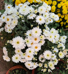 Top view of white chrysanthemum flowers as a texture background 