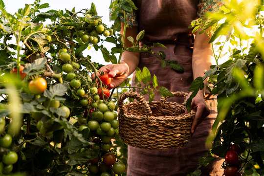 Close-up of a woman picking tomatoes from tomato plants in her vegetable garden in summer, Belarus
