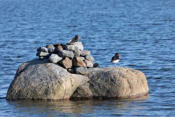 A flock of Eurasian oystercatchers stands on a large rock - 745288907