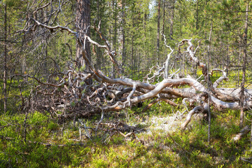 Taiga landscape with a fallen old tree - 745288940