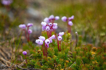 Blooming Phyllodoce in the tundra in summer close up - 745288943