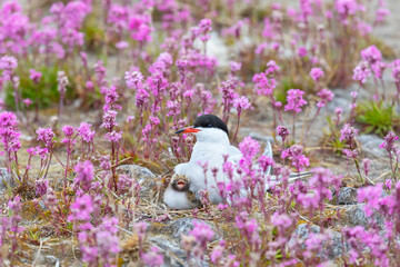 Common tern with a chick sits on a nest among pink flowers, close up - 745288952