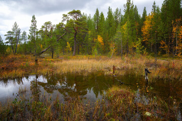 Summer Landscape with swamp and pines. Arctic. Russia - 745288970