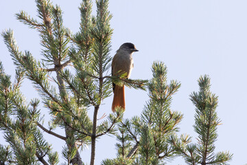 Siberian jay sitting on a pine branch - 745288984