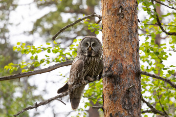 Great gray owl sitting on a tree branch close up - 745289104