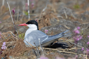 An Arctic tern sits in a clearing among flowers - 745289115