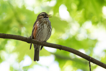 field thrush sits on a tree branch - 745289116