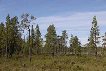 Summer Landscape with swamp and pines. Arctic. Russia - 745289129