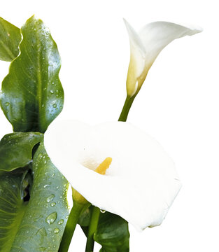 cartridge or calla lily plant flower isolated on white background and with large green leaves