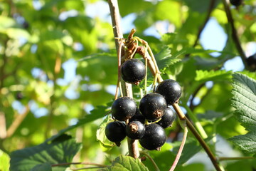 Black currants berries at a bush.