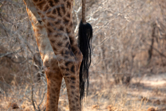 Close-up of a Giraffe's legs and tail, Kruger National Park, South Africa