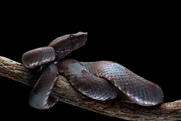The mangrove pit viper is one of the most dangerous snakes