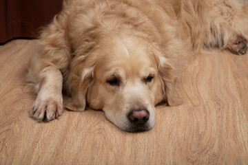 Underfloor heating. Installation of underfloor heating. The Golden Retriever dog is lying on the warm floor.