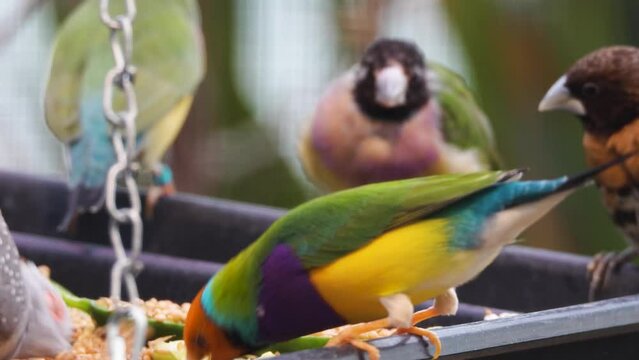 Colourful tropical finch bird is picking food from a bowl