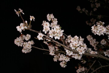 Cherry tree flowers