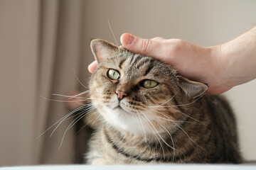Mans hand stroking pretty domestic grey cat.